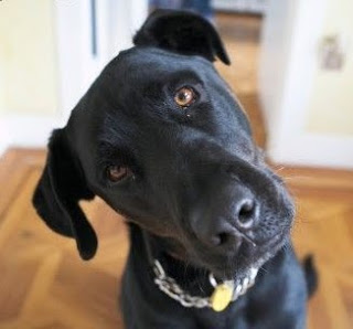 dogheadtilted[1]